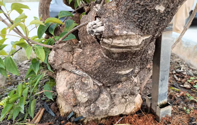 Cay hoa Rang Dong than leo ban voi gia 50 trieu dong-Hinh-5