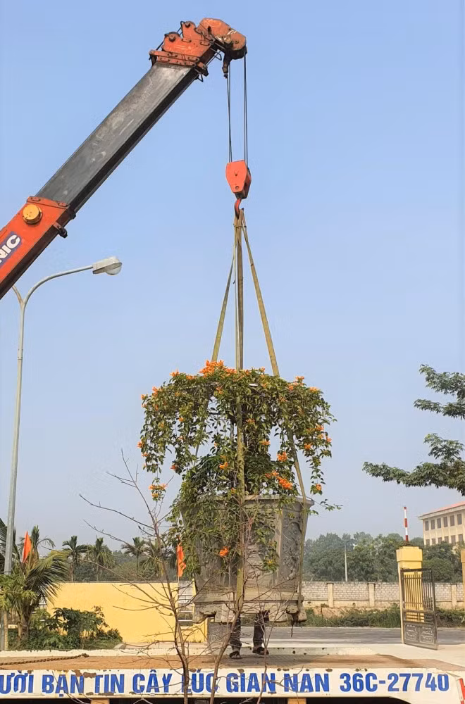 Cay hoa Rang Dong than leo ban voi gia 50 trieu dong-Hinh-2