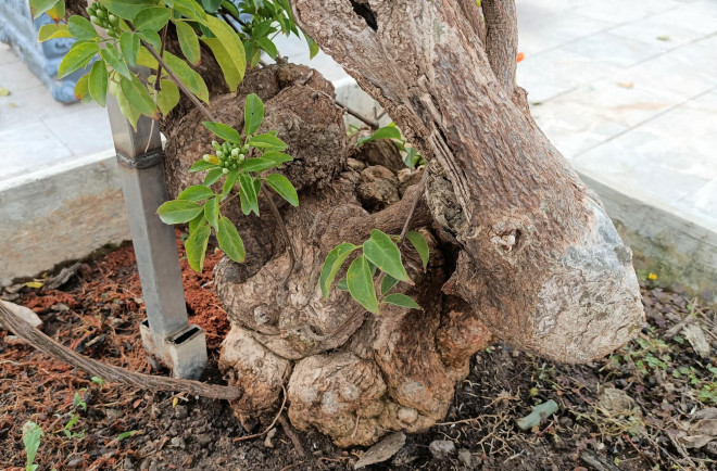 Cay hoa Rang Dong than leo ban voi gia 50 trieu dong-Hinh-4