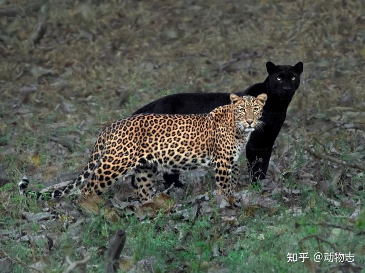 Tại sao với mãnh thú, con đực luôn to hơn con cái? - Hình 7 Tai sao voi manh thu, con duc luon to hon con cai?-Hinh-7