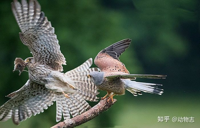 Tại sao với mãnh thú, con đực luôn to hơn con cái? - Hình 5 Tai sao voi manh thu, con duc luon to hon con cai?-Hinh-5