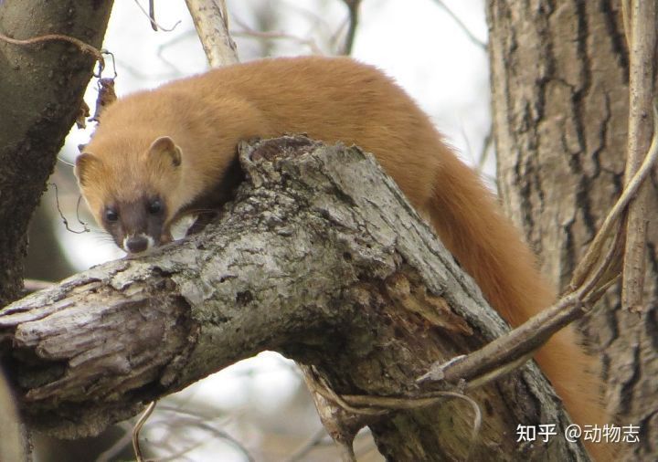 Tại sao với mãnh thú, con đực luôn to hơn con cái? - Hình 4 Tai sao voi manh thu, con duc luon to hon con cai?-Hinh-4
