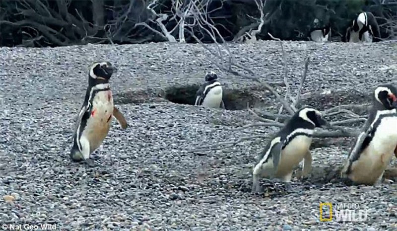 huôn mặt ủ dột của chim cát cụt chồng khi nhìn kẻ "đầu ấp tay gối" bấy lâu với mình đi theo kẻ khác. 