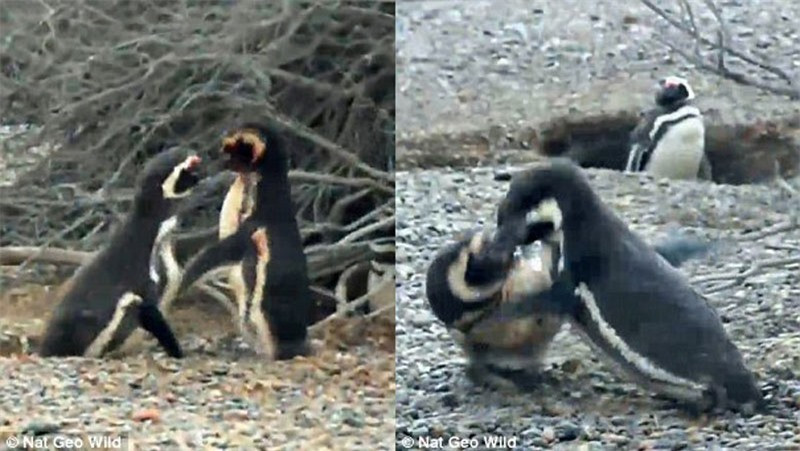 Ngay sau đó, chúng lao vào đánh nhau.