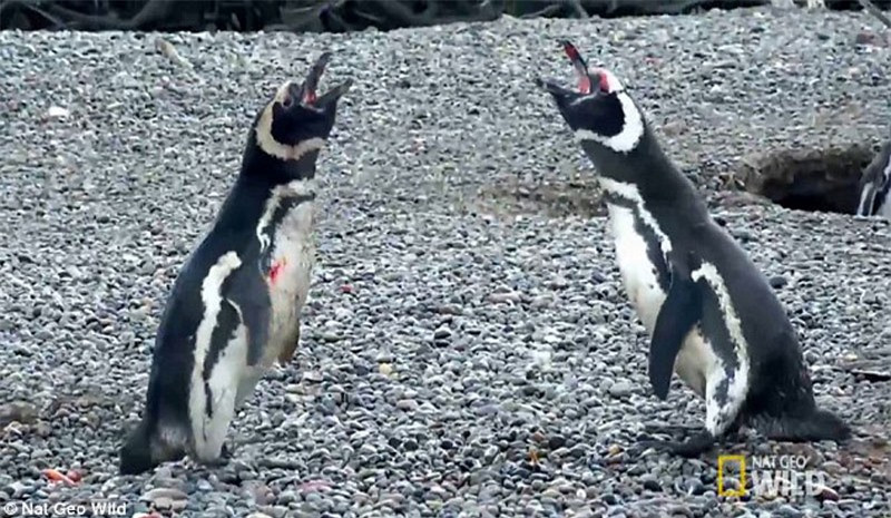 Hai con chim cánh cụt trống dằn mặt đối thủ.
