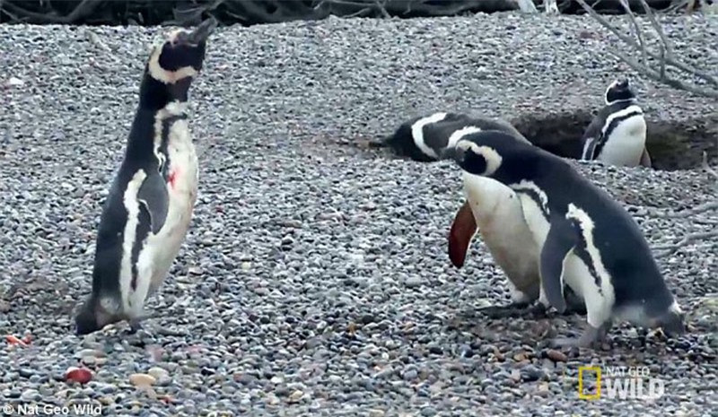 Nhưng chú chim cánh cụt chồng lại chỉ đứng trơ mắt nhìn vợ mình đi với kẻ khác.