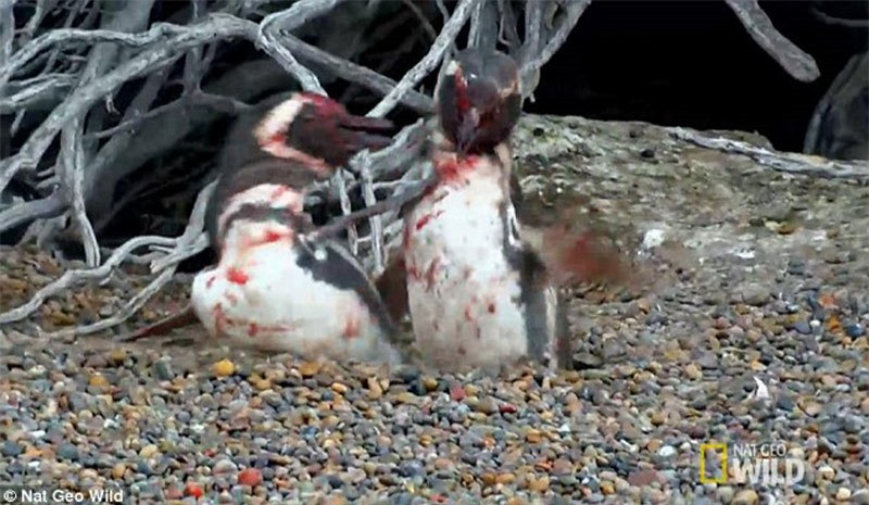 Máu nhuộm đỏ lông, mỏ của chúng.