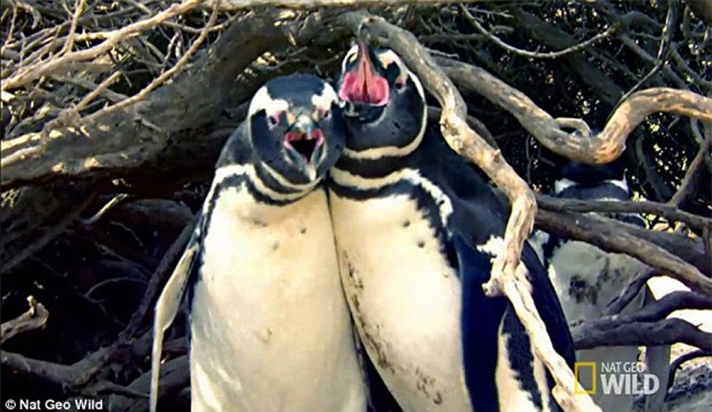 Sau khi trở về nhà từ chuyến đi kiếm ăn, chim cánh cụt trống phạt hiện 1 vị "khách không mời" xuất hiện tình tứ bên vợ mình.