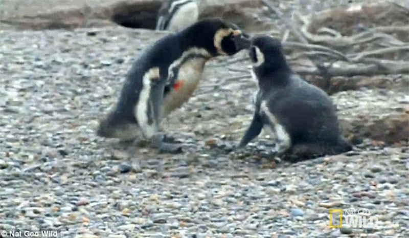 Quá đau lòng vị bị vợ "cắm sừng", chim cánh cụt chồng quyết sống chết cùng tình địch.