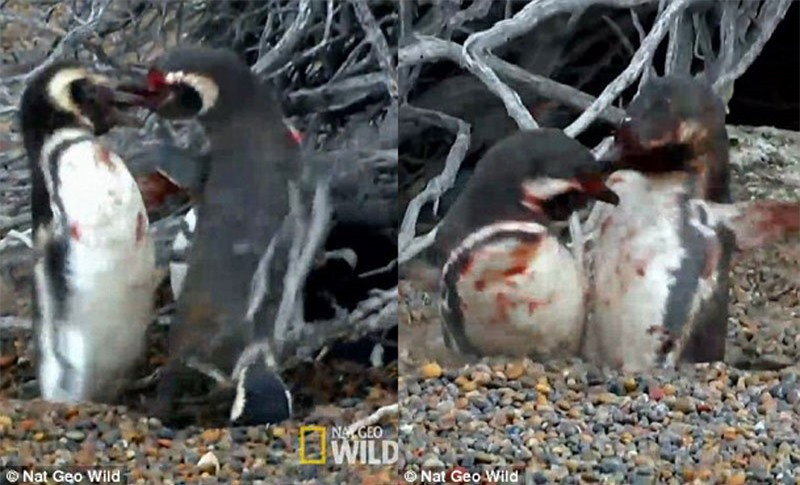 Nhìn hình ảnh trên ta có thể thấy, cả 2 con chim này bị thương không hề nhẹ.