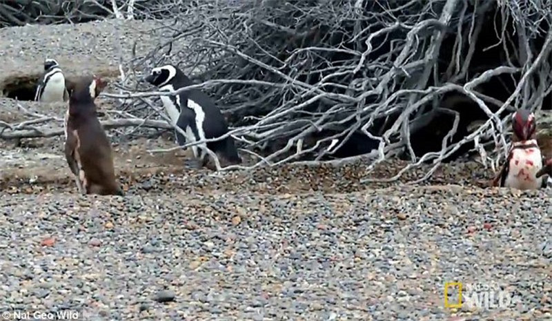 Chim cánh cụt chồng ở lại với vết thương lòng lẫn thể xác.