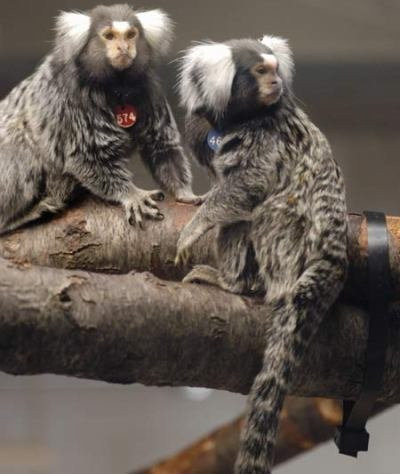 Nhung ong bo diet duc, nhin an vi con