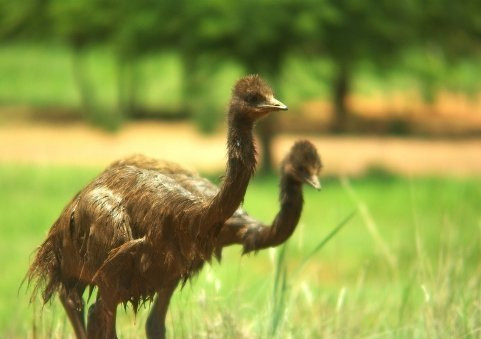 Nhung ong bo diet duc, nhin an vi con-Hinh-8