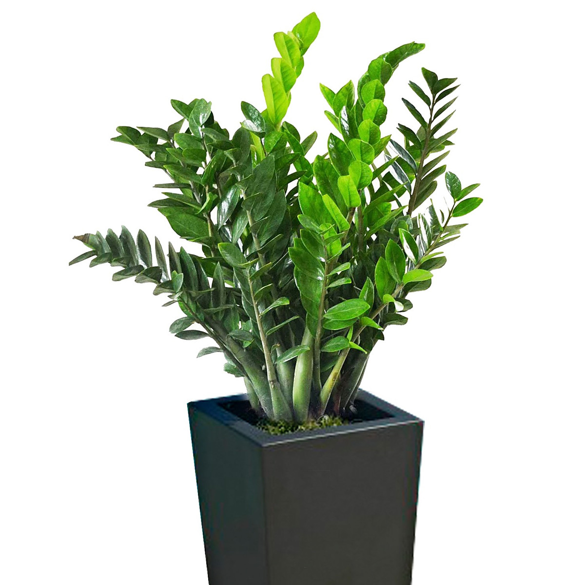 10 loại cây phong thủy mang đến tài lộc cho bạn ảnh 8 10 loại cây phong thủy mang đến tài lộc cho bạn ảnh 8