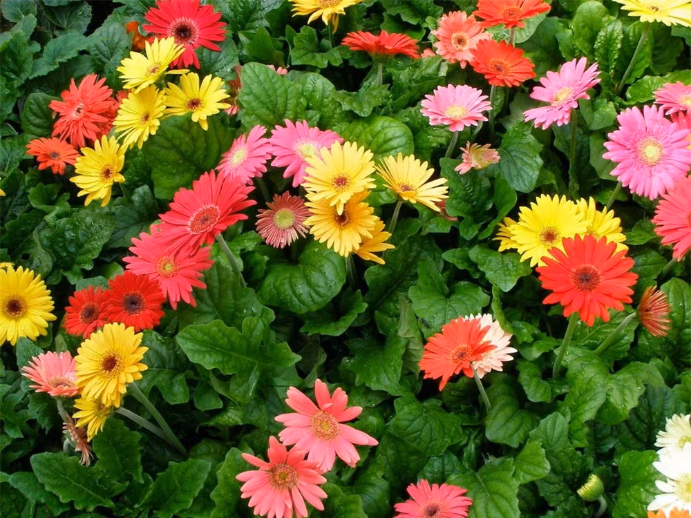 10 loại cây phong thủy mang đến tài lộc cho bạn ảnh 1