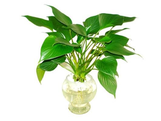 10 loại cây phong thủy mang đến tài lộc cho bạn ảnh 7 10 loại cây phong thủy mang đến tài lộc cho bạn ảnh 7