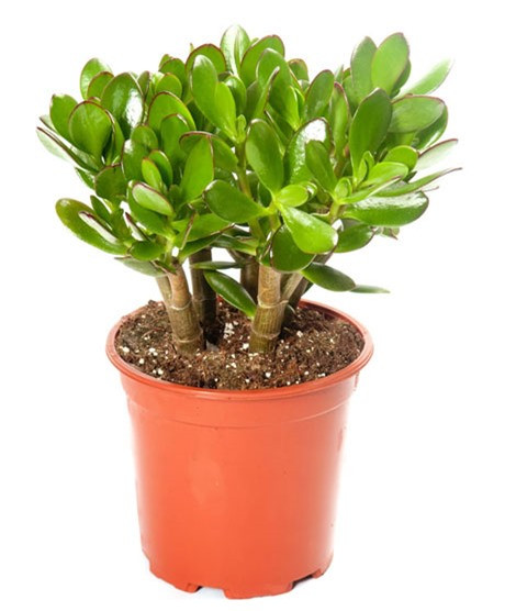 10 loại cây phong thủy mang đến tài lộc cho bạn ảnh 4 10 loại cây phong thủy mang đến tài lộc cho bạn ảnh 4