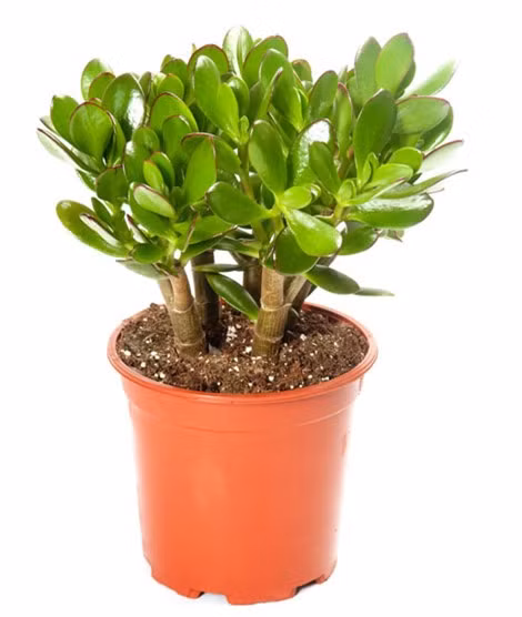 10 loại cây phong thủy mang đến tài lộc cho bạn ảnh 4