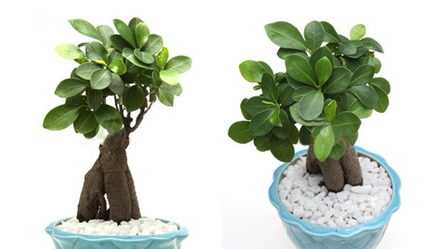 10 loại cây phong thủy mang đến tài lộc cho bạn ảnh 2 10 loại cây phong thủy mang đến tài lộc cho bạn ảnh 2