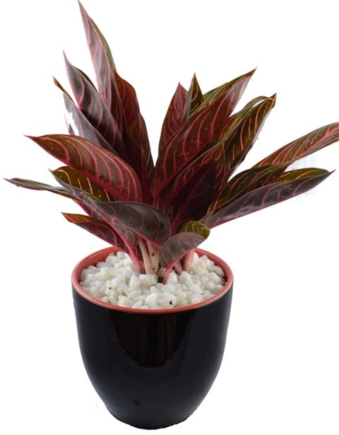 10 loại cây phong thủy mang đến tài lộc cho bạn ảnh 9 10 loại cây phong thủy mang đến tài lộc cho bạn ảnh 9