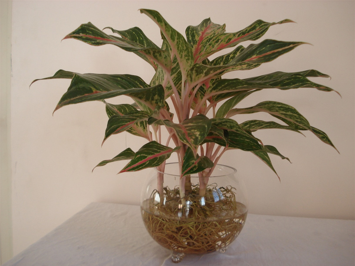 10 loại cây phong thủy mang đến tài lộc cho bạn ảnh 10 10 loại cây phong thủy mang đến tài lộc cho bạn ảnh 10