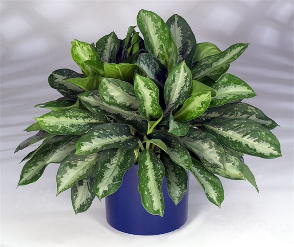 10 loại cây phong thủy mang đến tài lộc cho bạn ảnh 6 10 loại cây phong thủy mang đến tài lộc cho bạn ảnh 6