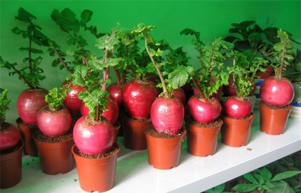 10 loại cây phong thủy mang đến tài lộc cho bạn ảnh 5 10 loại cây phong thủy mang đến tài lộc cho bạn ảnh 5