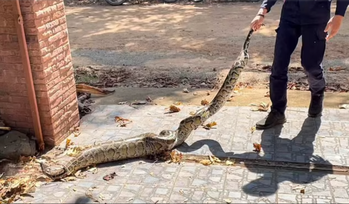 Nguoi nong dan soc khi phat hien tran 2,5m lam dieu kinh hai