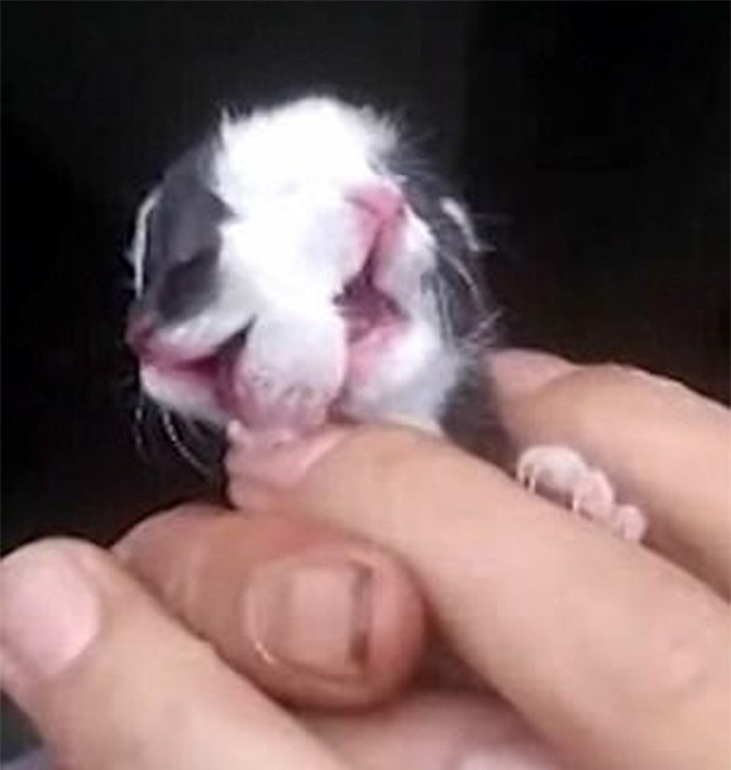 Sung sot voi nhung chu meo co hai mat tren the gioi-Hinh-4