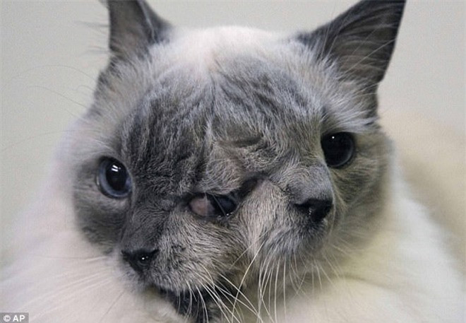 Sung sot voi nhung chu meo co hai mat tren the gioi-Hinh-5