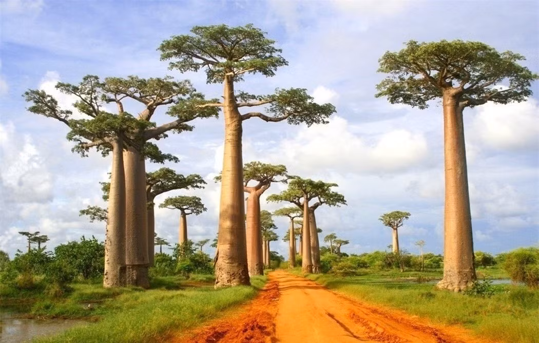 Rừng Madagascar, Madagascar. Madagascar là một quốc đảo ở Đông Nam Phi, và là nơi trú ngụ của vô số loài động vật, với 90% trong số đó là loài đặc hữu, có nghĩa là chúng chỉ sống ở đó. Tuy nhiên, do việc xây dựng, khai thác bừa bãi và ô nhiễm, hơn 90% diện tích rừng nguyên sinh đã bị chặt phá kể từ ngày con người đặt chân đến đó. Nếu không áp dụng các biện pháp thích hợp, rừng Madagascar và hệ sinh thái độc đáo của nó sẽ bị biến mất vĩnh viễn trong vòng dưới 30 năm.