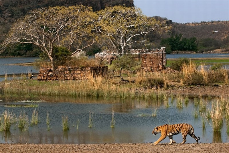 Công viên Quốc gia Ranthambore, Ấn Độ. Công viên Quốc gia Ranthambore có diện tích khoảng 400 km2, và là một trong những vườn quốc gia lớn nhất ở Bắc Ấn Độ. Vấn đề lớn nhất là những chú hổ nổi tiếng nhất của công viên sẽ sớm biến mất, chưa kể những con mèo đực quý có thể bị tuyệt chủng chỉ trong vòng 15 năm.