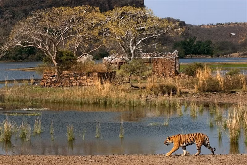 Công viên Quốc gia Ranthambore, Ấn Độ. Công viên Quốc gia Ranthambore có diện tích khoảng 400 km2, và là một trong những vườn quốc gia lớn nhất ở Bắc Ấn Độ. Vấn đề lớn nhất là những chú hổ nổi tiếng nhất của công viên sẽ sớm biến mất, chưa kể những con mèo đực quý có thể bị tuyệt chủng chỉ trong vòng 15 năm.