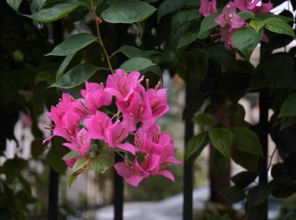 Chet lang voi tin nhan cua vo sau khi bi bat qua tang ngoai tinh