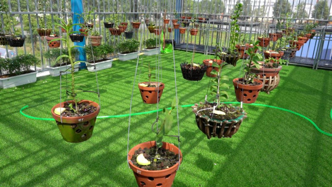 Vuon lan dot bien quy hiem o mien Tay-Hinh-4