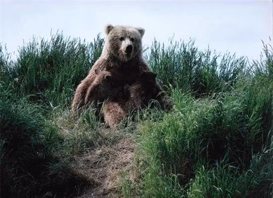 Top 10 loai san moi nguy hiem nhat-Hinh-8