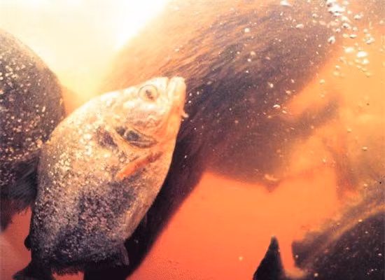 Top 10 loai san moi nguy hiem nhat-Hinh-3