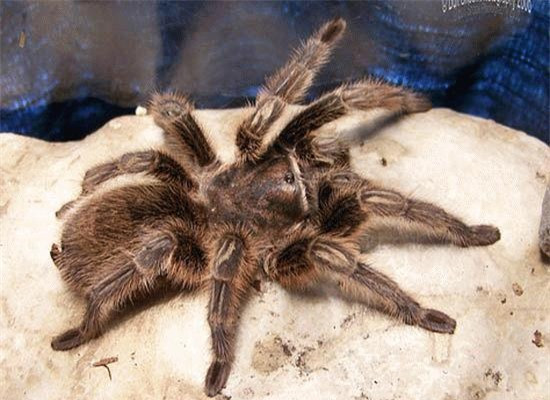 Top 10 loai san moi nguy hiem nhat