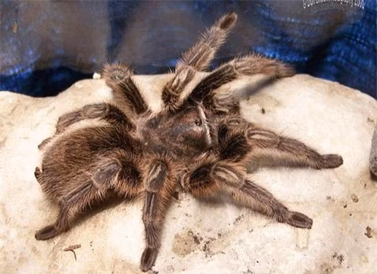 Top 10 loai san moi nguy hiem nhat