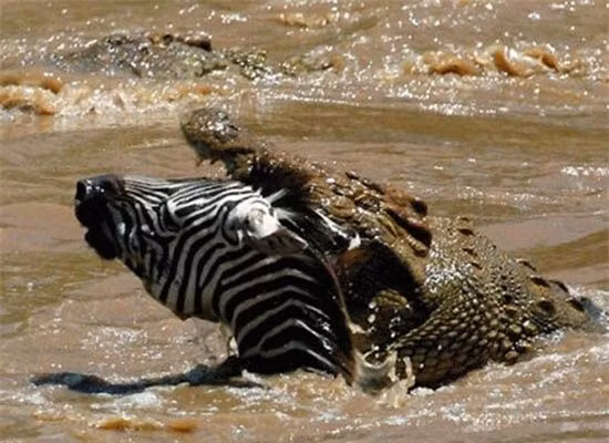 Top 10 loai san moi nguy hiem nhat-Hinh-6