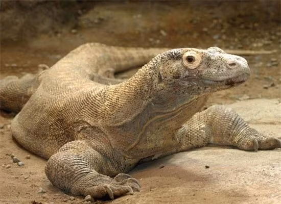 Top 10 loai san moi nguy hiem nhat-Hinh-5