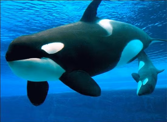 Top 10 loai san moi nguy hiem nhat-Hinh-7