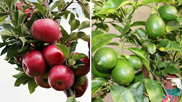 5 loại quả giúp giảm cân, càng ăn dáng càng đẹp 5 loai qua giup giam can, cang an dang cang dep