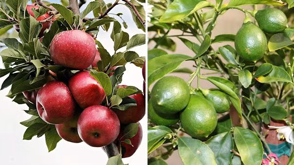 5 loai qua giup giam can, cang an dang cang dep