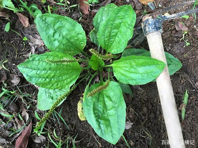 Cay dai ven duong cu phoi kho la ban duoc hon tram nghin/kg-Hinh-2