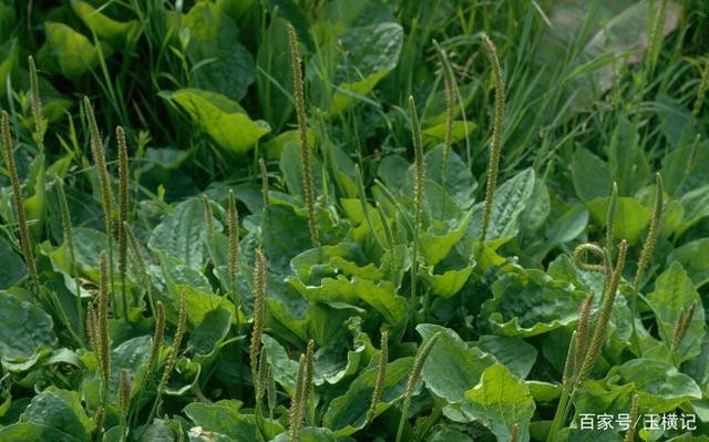 Cay dai ven duong cu phoi kho la ban duoc hon tram nghin/kg