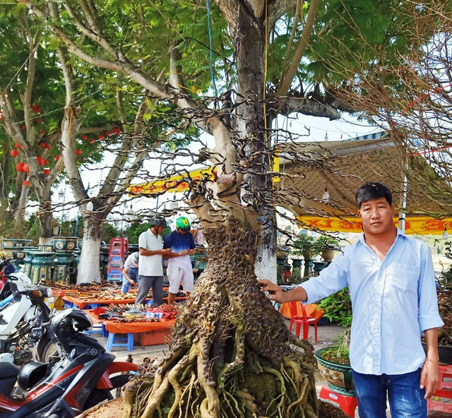 Cặp mai vàng nổi vảy rồng ở miền Tây Cap mai vang noi vay rong o mien Tay