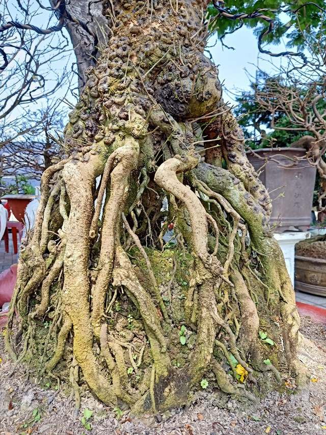 Cặp mai vàng nổi vảy rồng ở miền Tây - Hình 6 Cap mai vang noi vay rong o mien Tay-Hinh-6