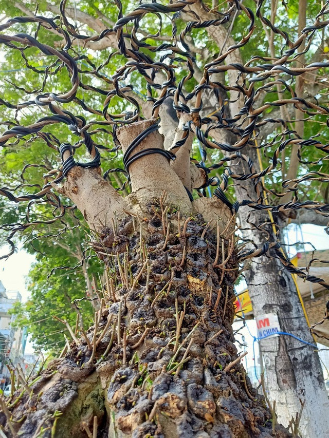 Cặp mai vàng nổi vảy rồng ở miền Tây - Hình 3 Cap mai vang noi vay rong o mien Tay-Hinh-3