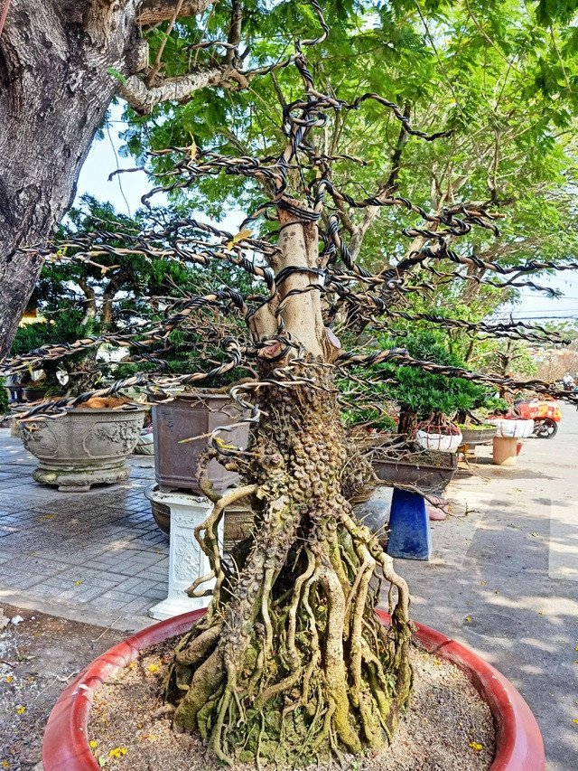 Cặp mai vàng nổi vảy rồng ở miền Tây - Hình 5 Cap mai vang noi vay rong o mien Tay-Hinh-5